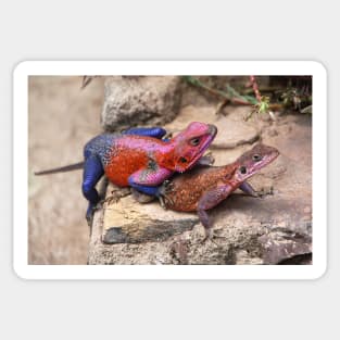 East African Rainbow Agama Lizards Mating Sticker